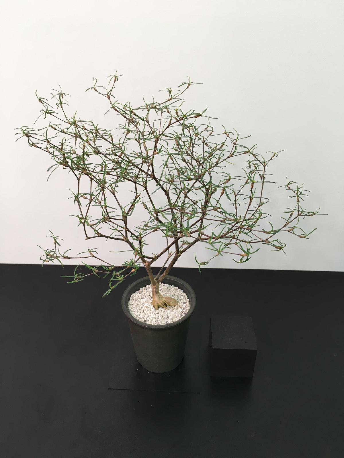 ユーフォルビア ヘディオトイデス マダガスカル 珍奇塊根植物