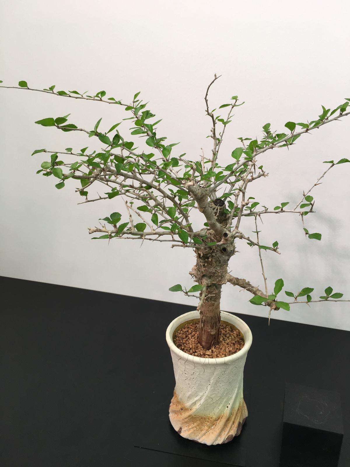 コミフォラシンプリキフォリア （Commiphora simplicifolia