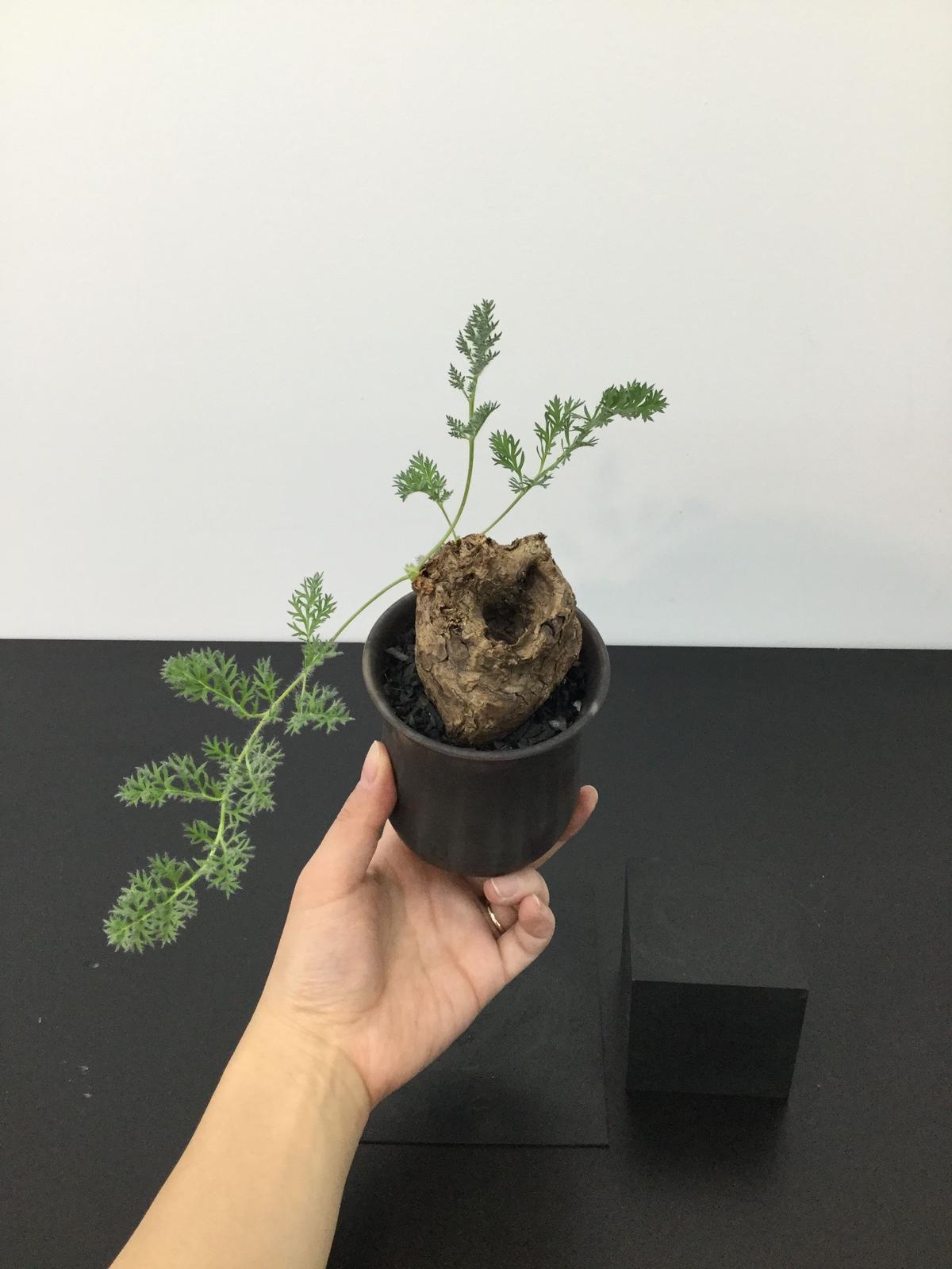 Pelargonium triste ペラルゴニウム トリステ 実生双頭 6株 植物/観葉