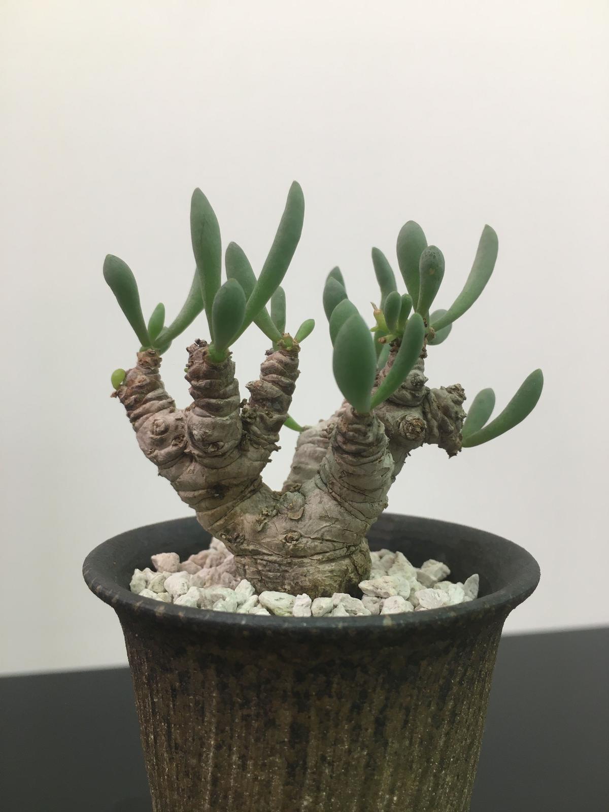 Tylecodon cordiformis チレコドン コルディフォルミス 多肉植物