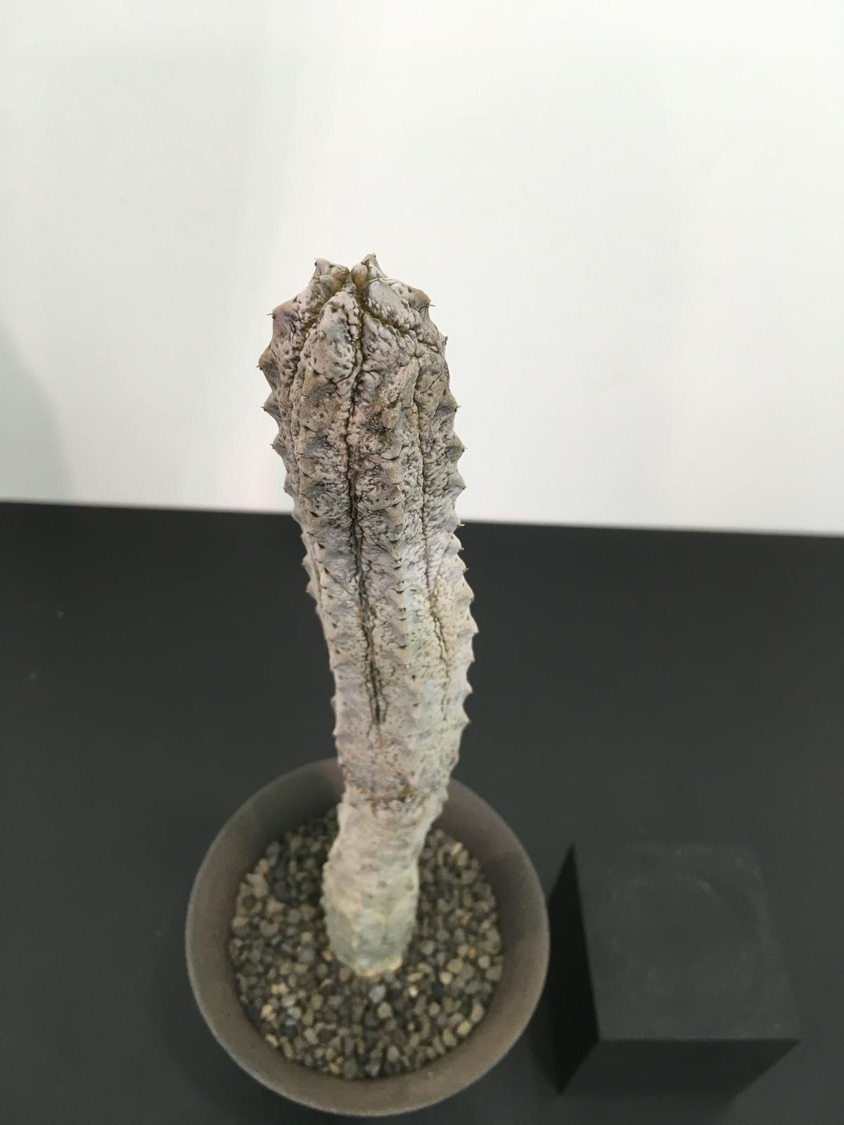 Dount8 様 専用 ユーフォルビア アブデルクリ 2種 ※送料込み