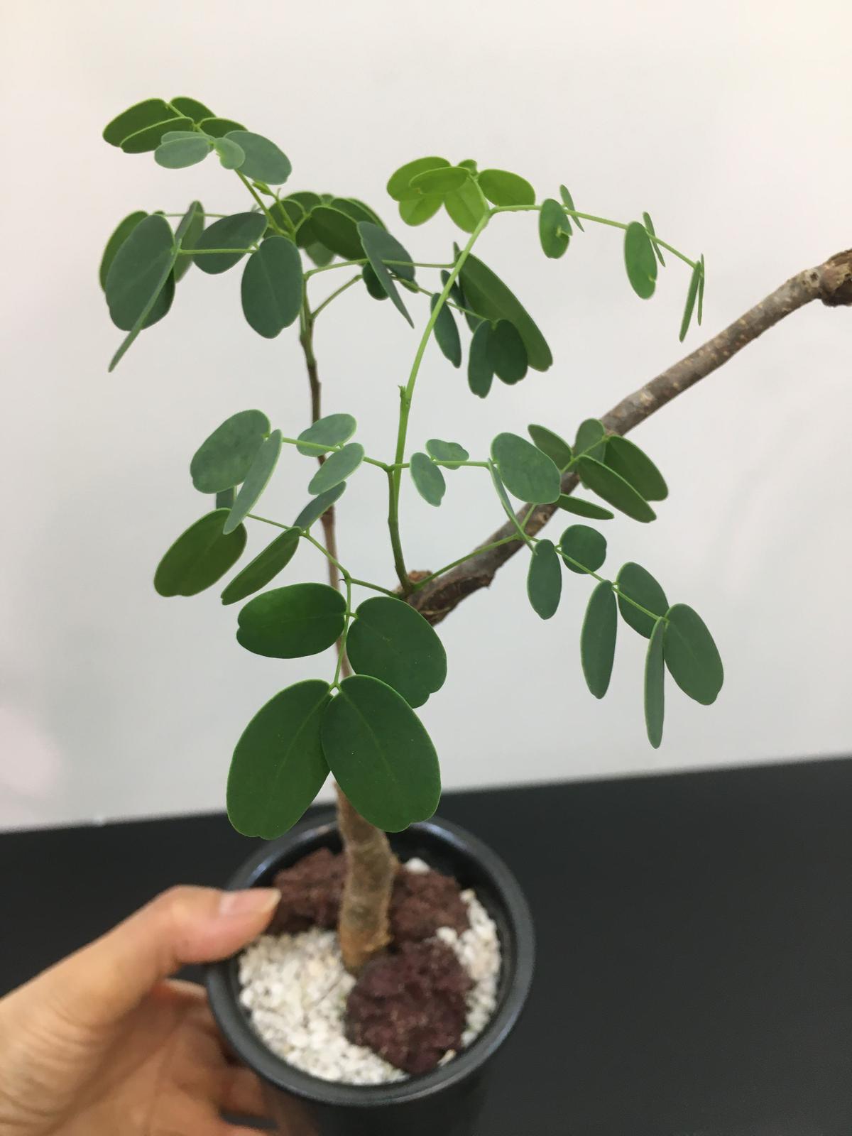 最安値に挑戦！ プミラ デロニクス pumila Delonix 植物/観葉植物