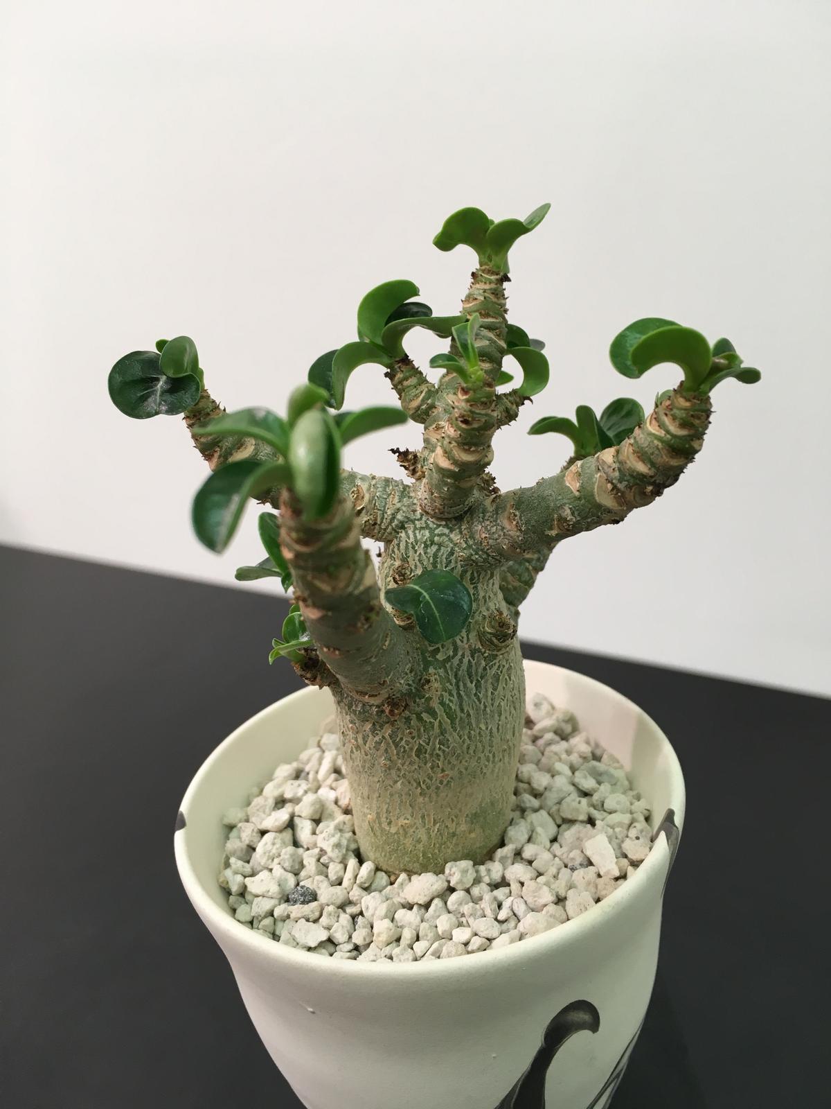 244円 超特価sale開催 アデニウム オベスム 039 Sawan7 039 Adenium Obesum の種子