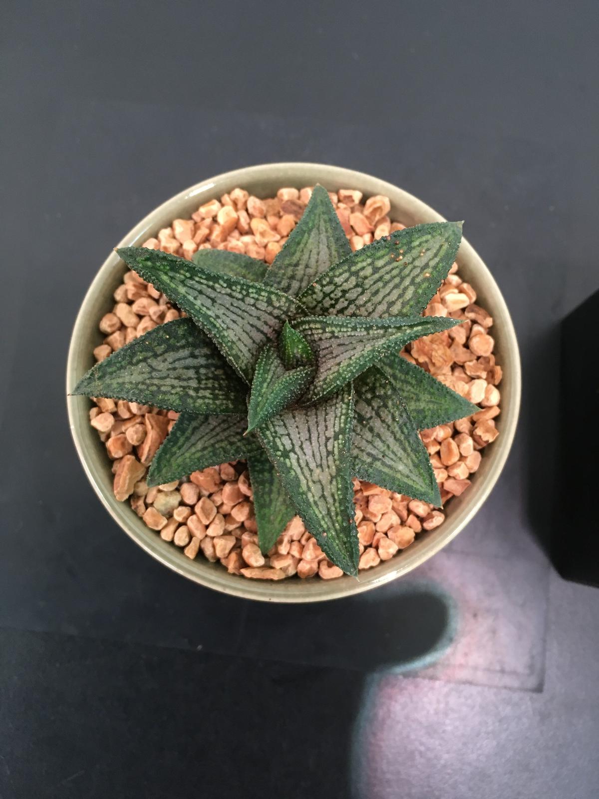 Haworthia Hyb Kintaikyou ハオルチア 錦帯橋 Botan