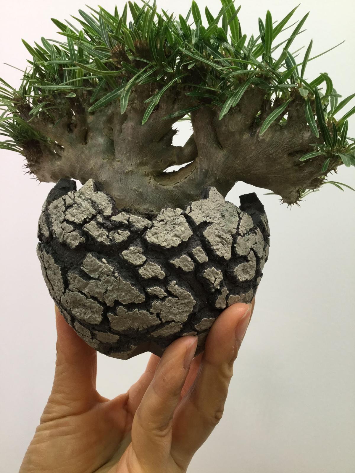 パキポディウムグラキリス グラキリス 綴化 セッカ 塊根植物