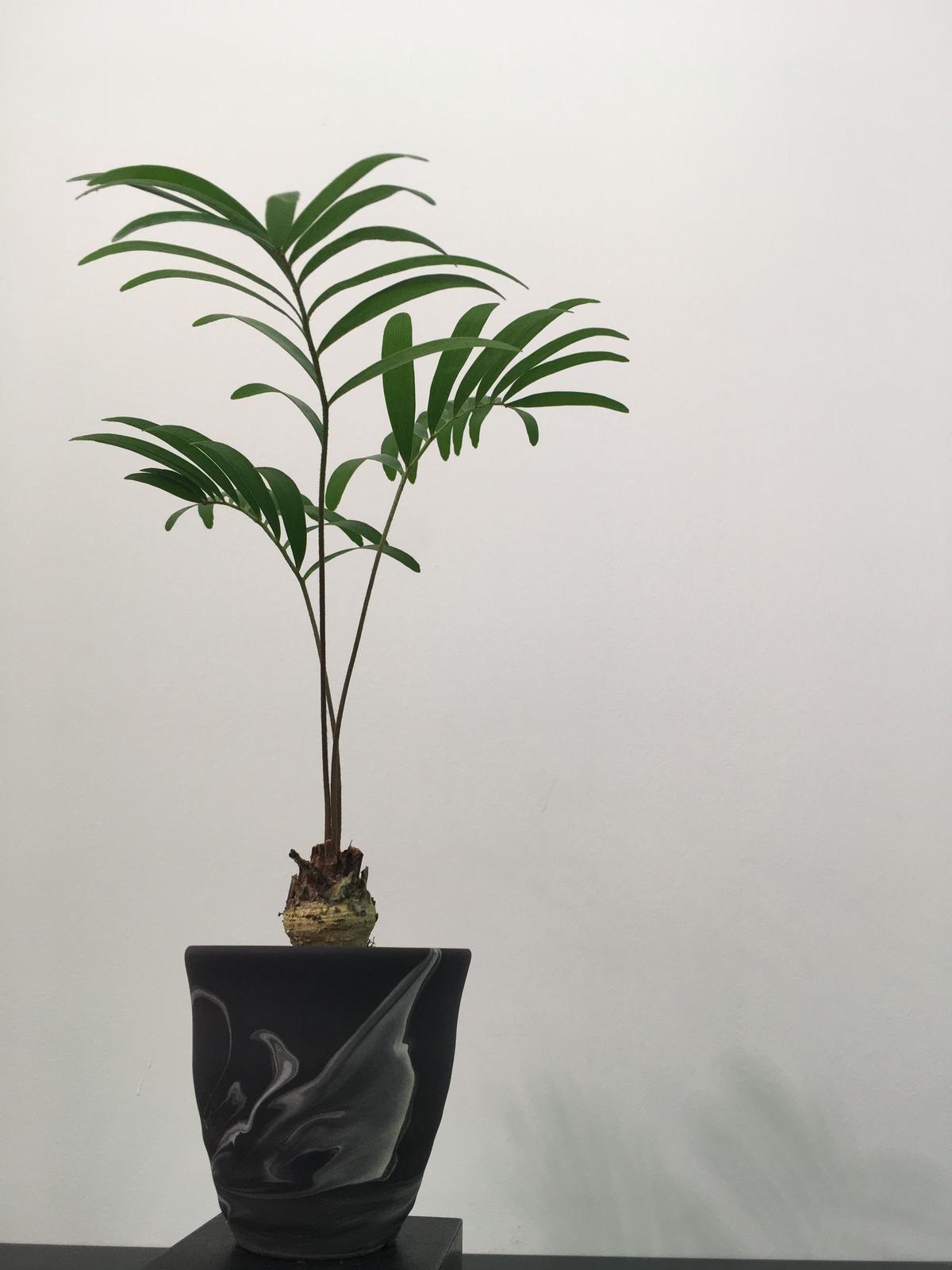 Zamia Floridana ザミア フロリダーナ Botan