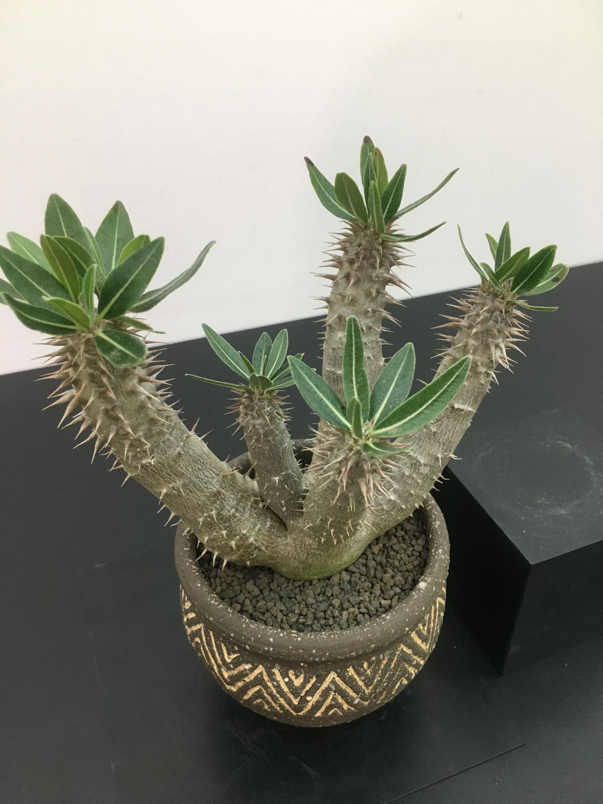 Pachypodium SP パキポディウム 伊藤ハイブリッド | • BOTAN • Pachypodium SP パキポディウム 伊藤ハイブリッド | • BOTAN •