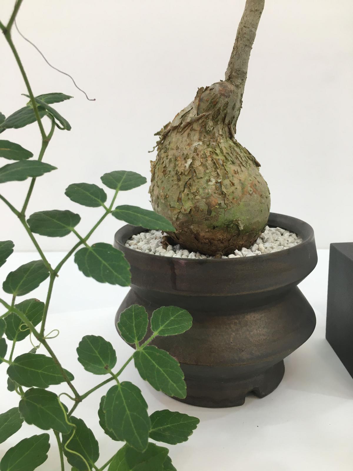 カ7136 「現地」キフォステンマ ラザ【発根・塊根植物・Cyphostemma laza】