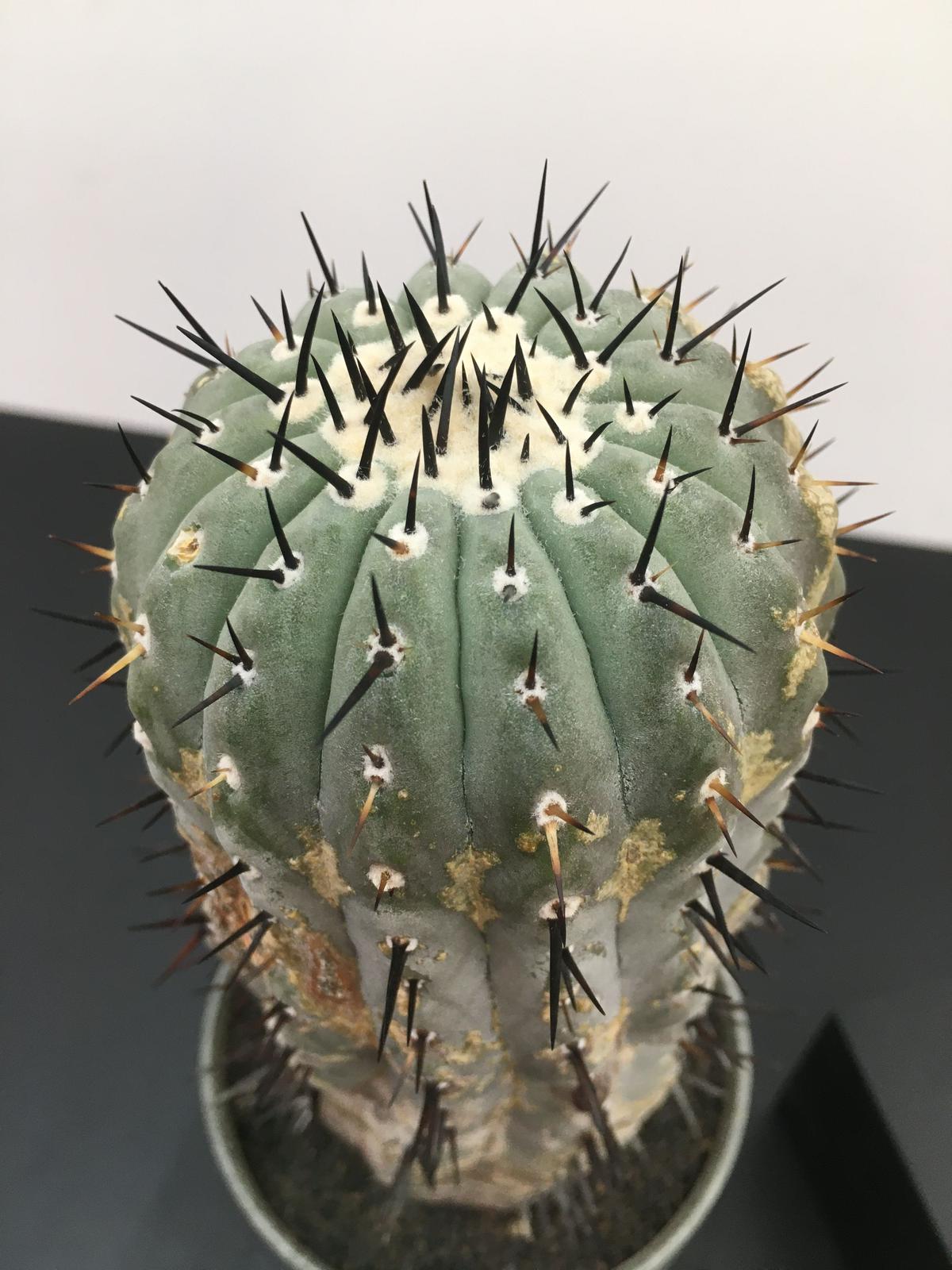 サボテン 自根サイズ3 1cm黒王丸 Cinerea Copiapoa コピアポア 21春夏新作 コピアポア