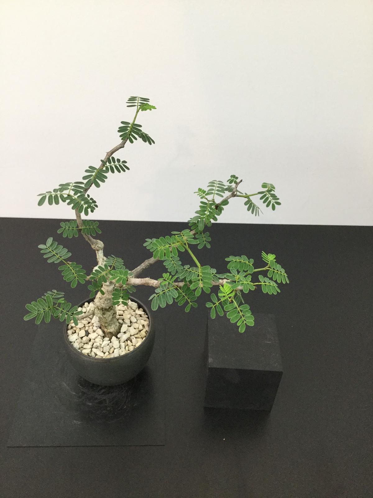 Senna Meridionalis センナ メリディオナリス Botan