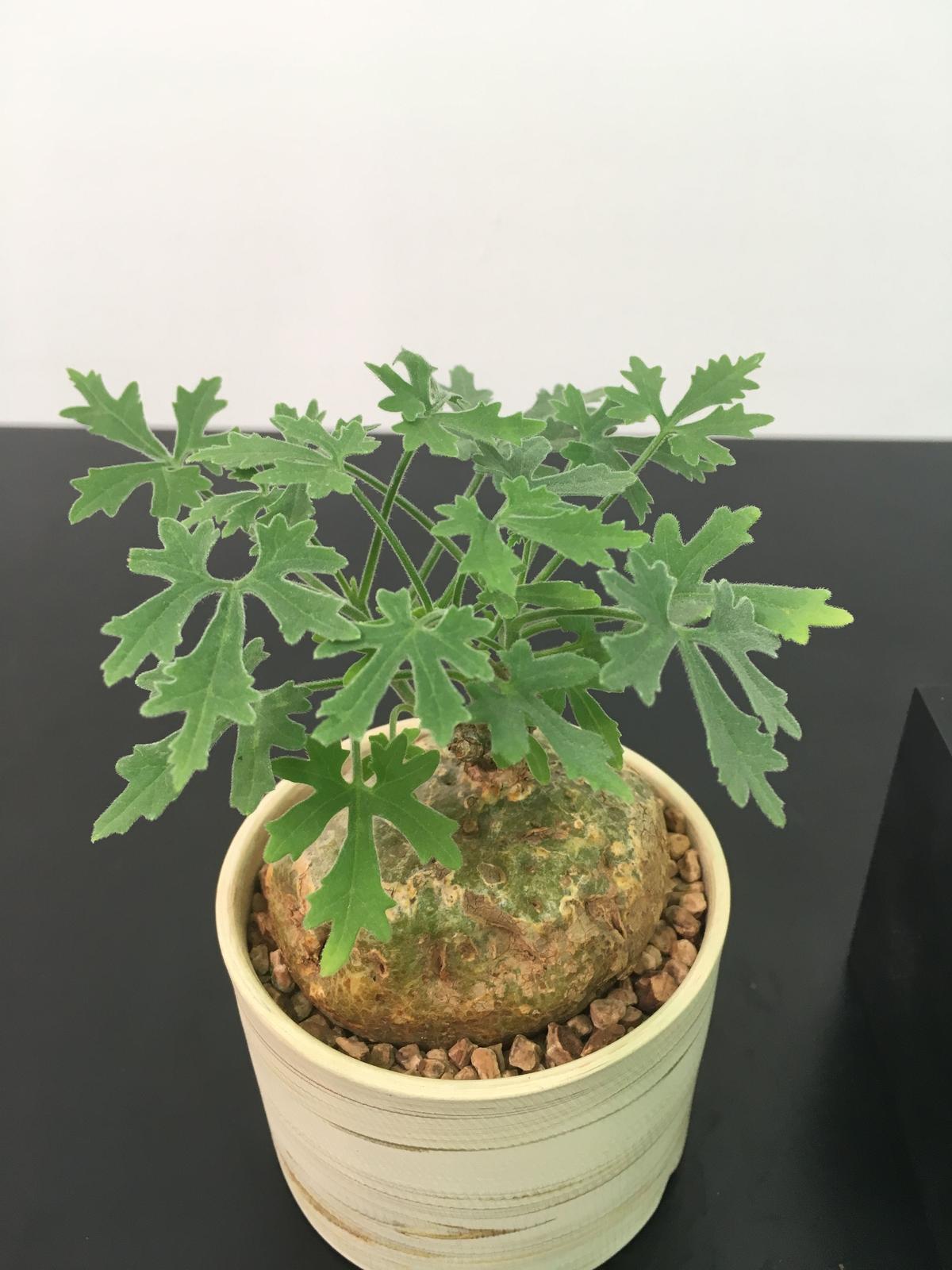 for フラワー・ガーデニング ジゴシキオス トリパルチタス Zygosicyos