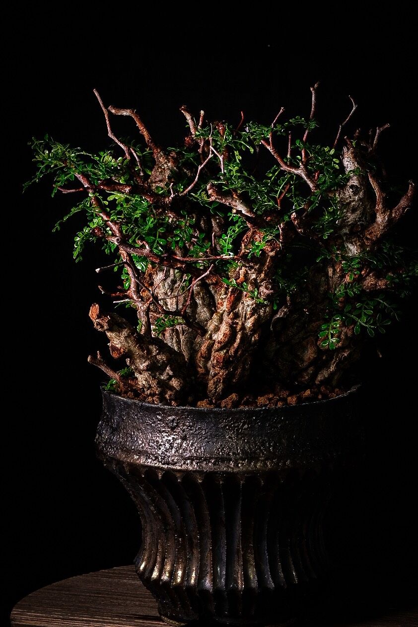 小野瀬一 植木鉢