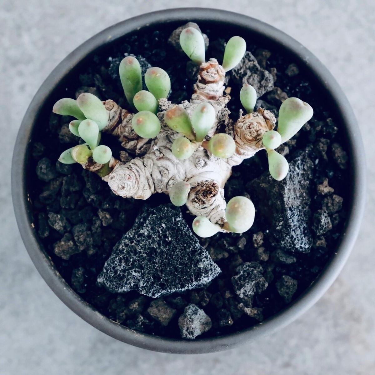 オトンナ　クラビフォリア　現地株　発根済 オトンナ クラビフォリア 現地株 発根済 オトンナ クラビフォリア 現地