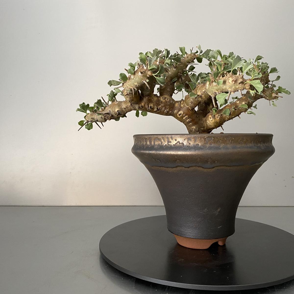 奉呈 サルコカウロンクラシカウレ 発根済 setonda.com