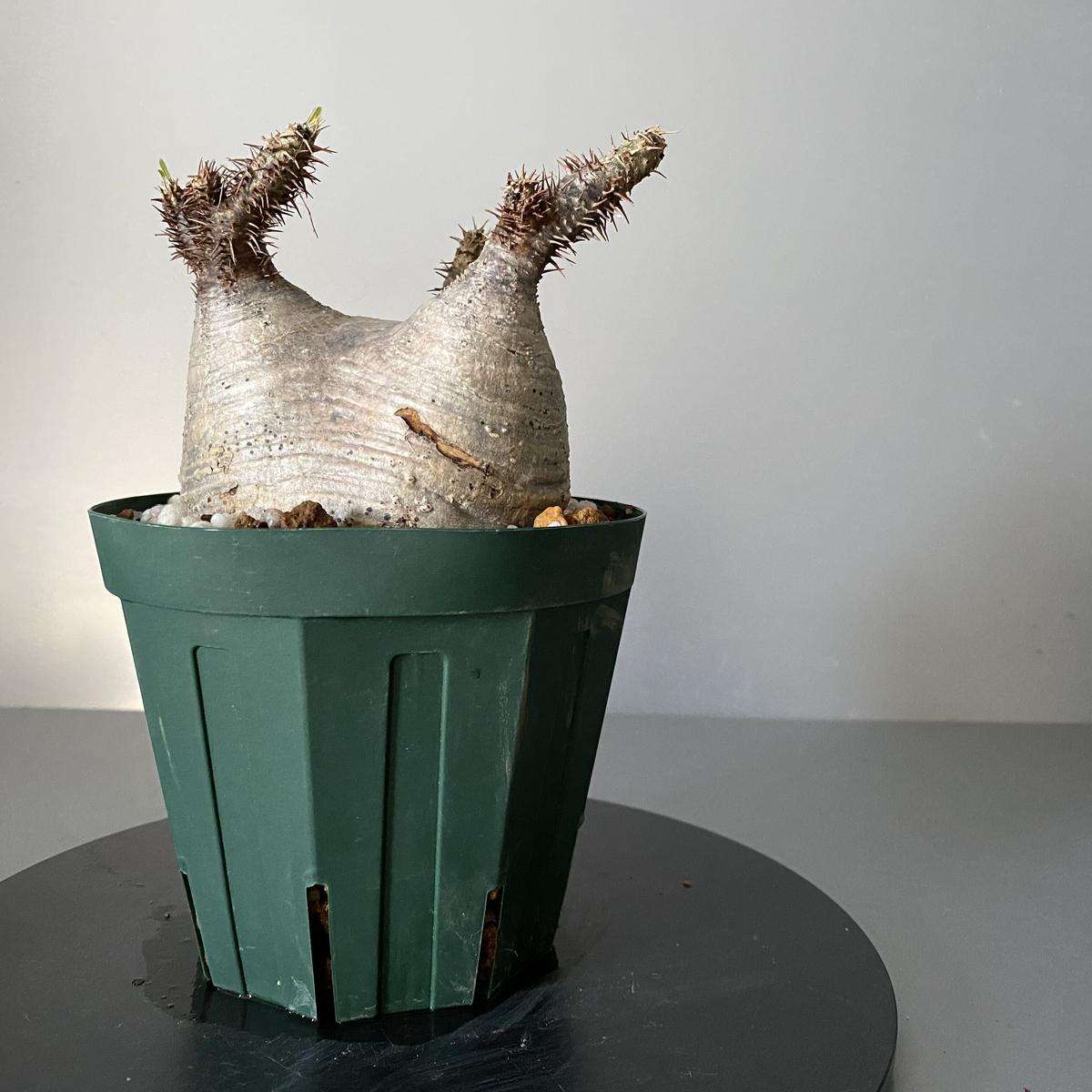 パキポディウム グラキリス 発根管理中 抜き苗発送