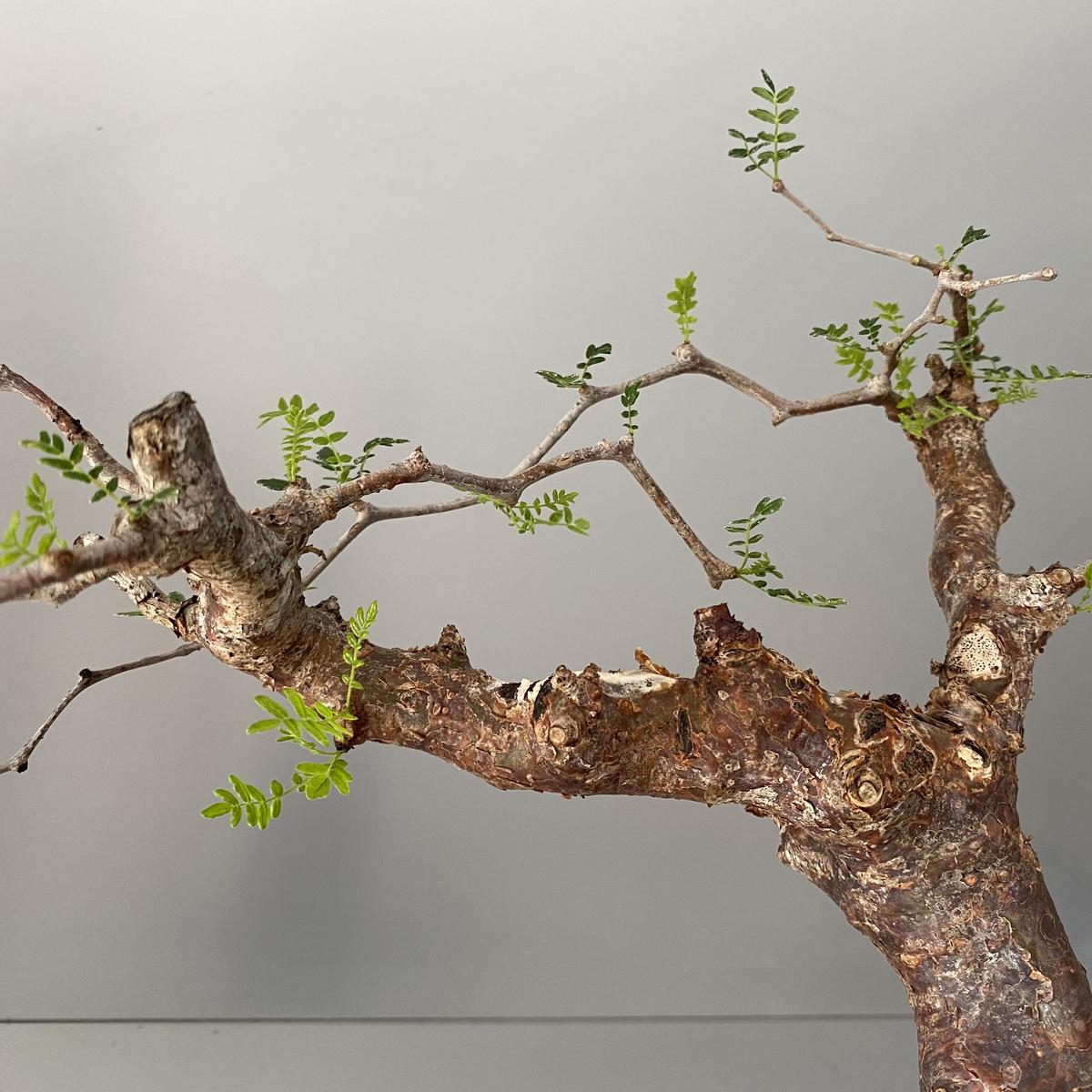 現品】発根済 コミフォラ・モンストローサ 8号 3k番