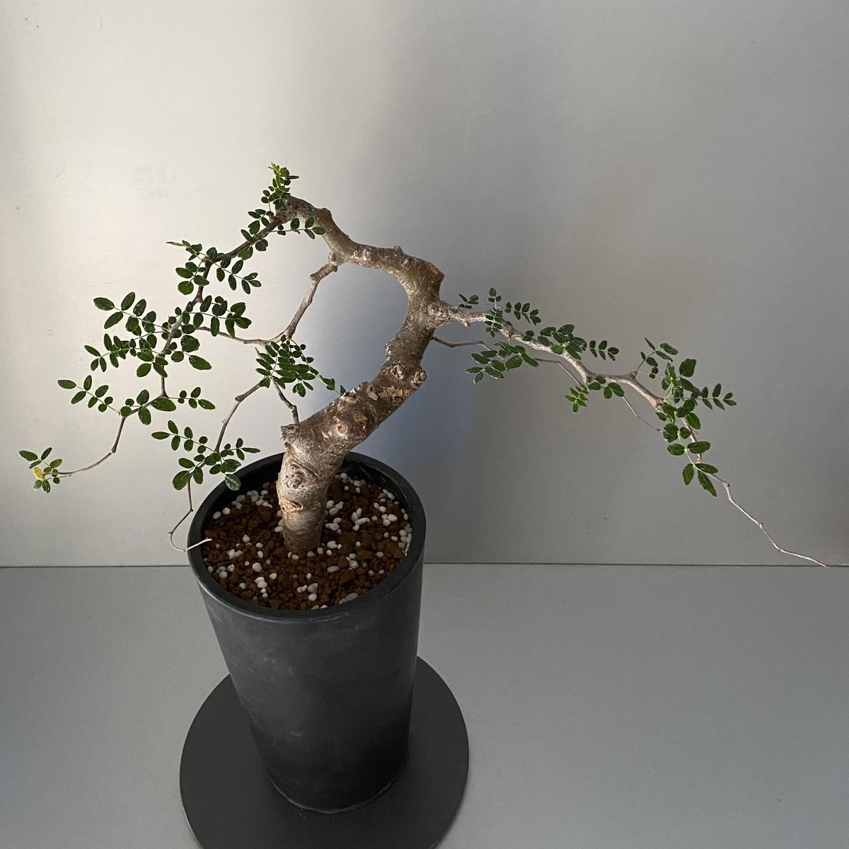 驚きの価格が実現!】 コミフォラ モンストローサ 現地株 発根済み