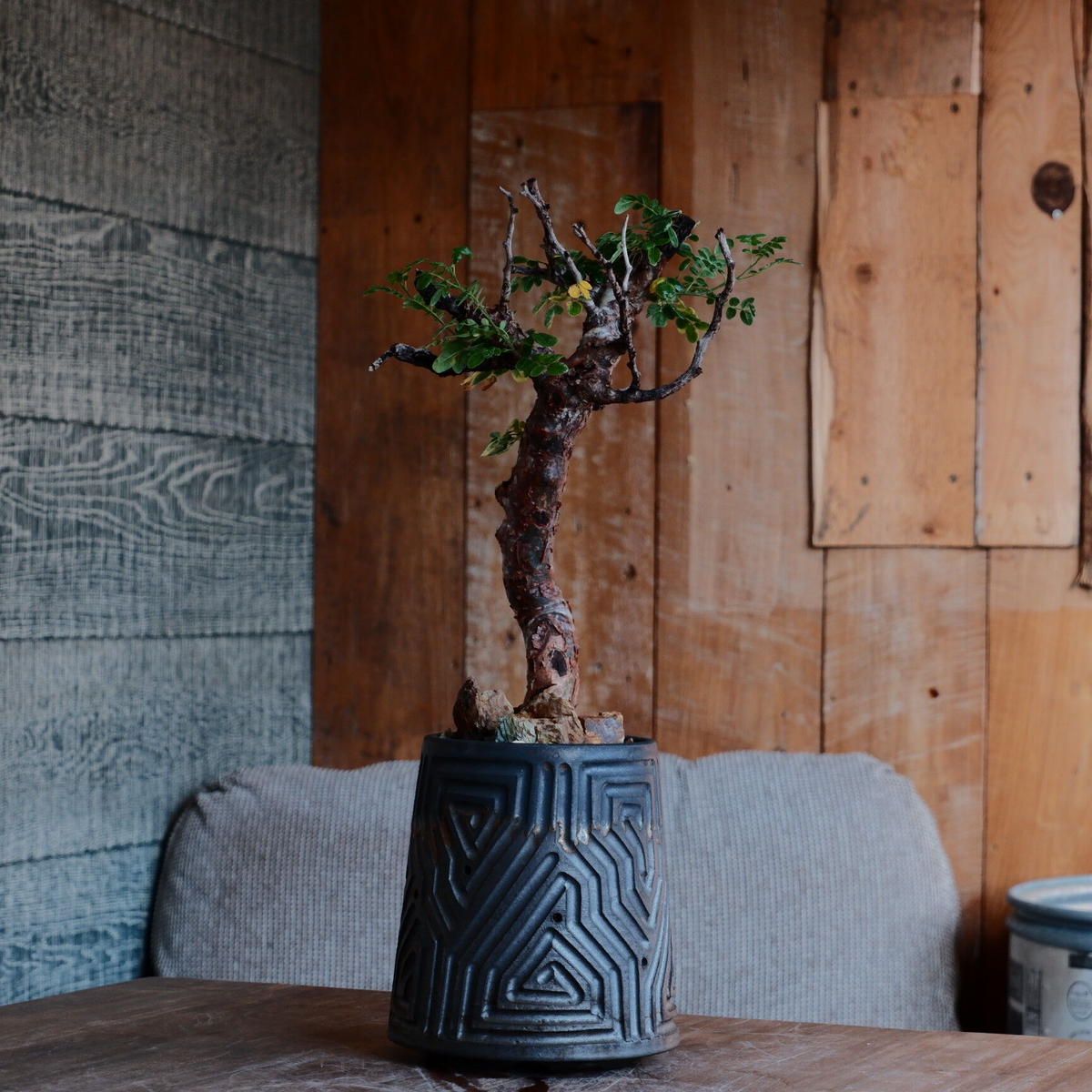 クーポン利用で2750円&送料無料 コミフォラ モンストローサ masses m