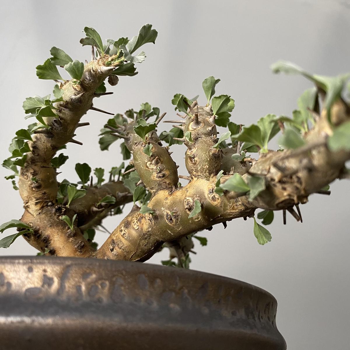 モンソニア サルコカウロン クラシカウレ 発根済 現地株 MS-03