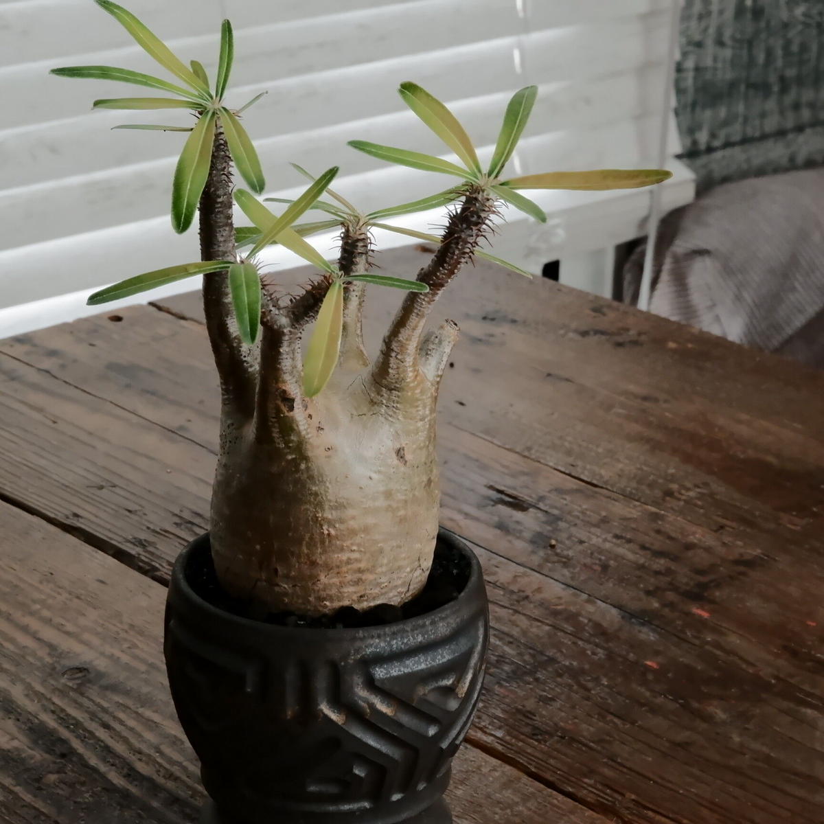 グラキリス現地球 根本峻吾鉢付き 【公式通販】