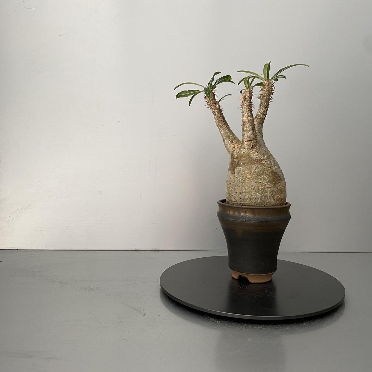 送料無料/プレゼント付♪ studs006 サイズS 鉢 グラキリス アガベ