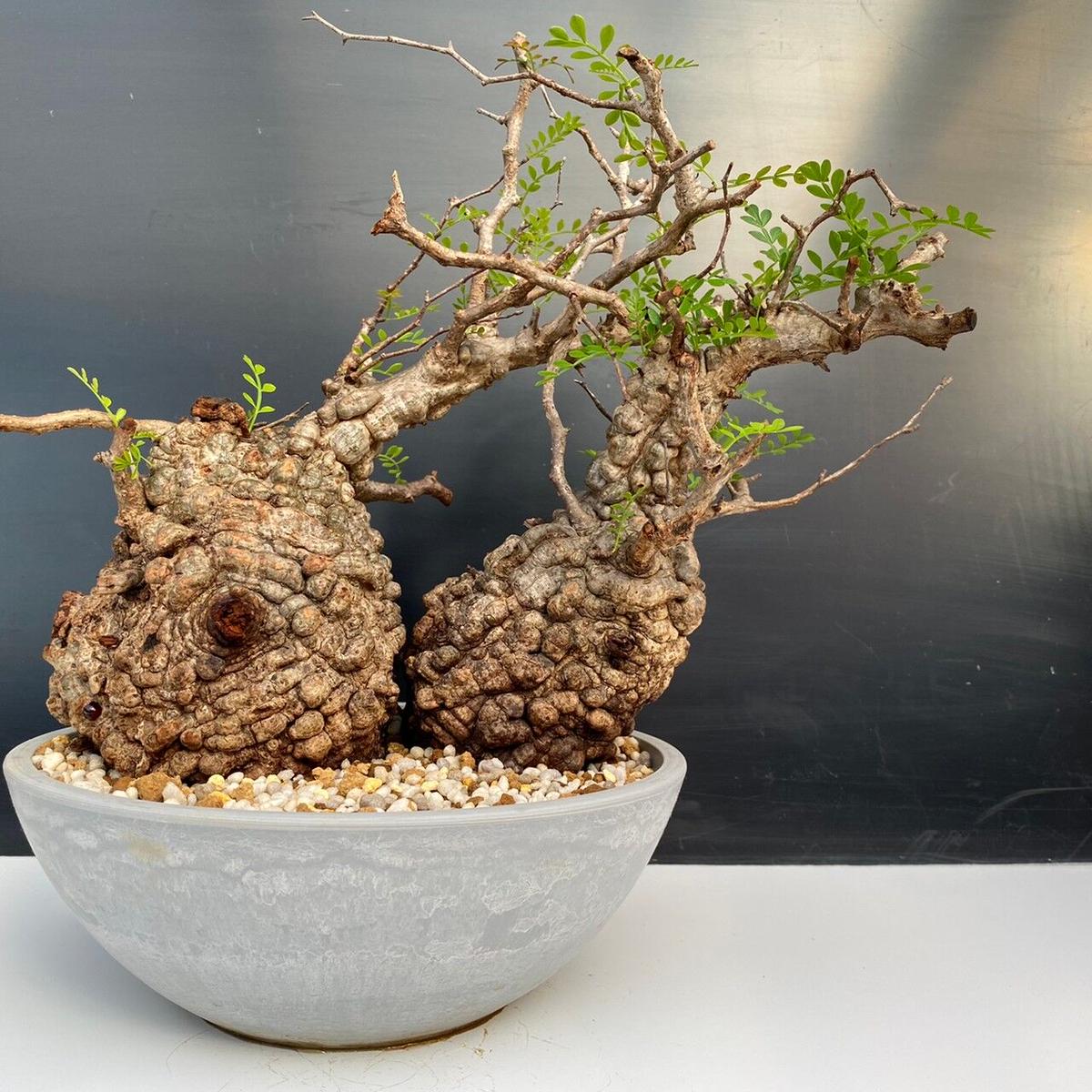 オペルクリカリア パキプス　発根済み　２頭　ダブルヘッド 発根済み オペルクリカリア パキプス ダブルヘッド 二頭