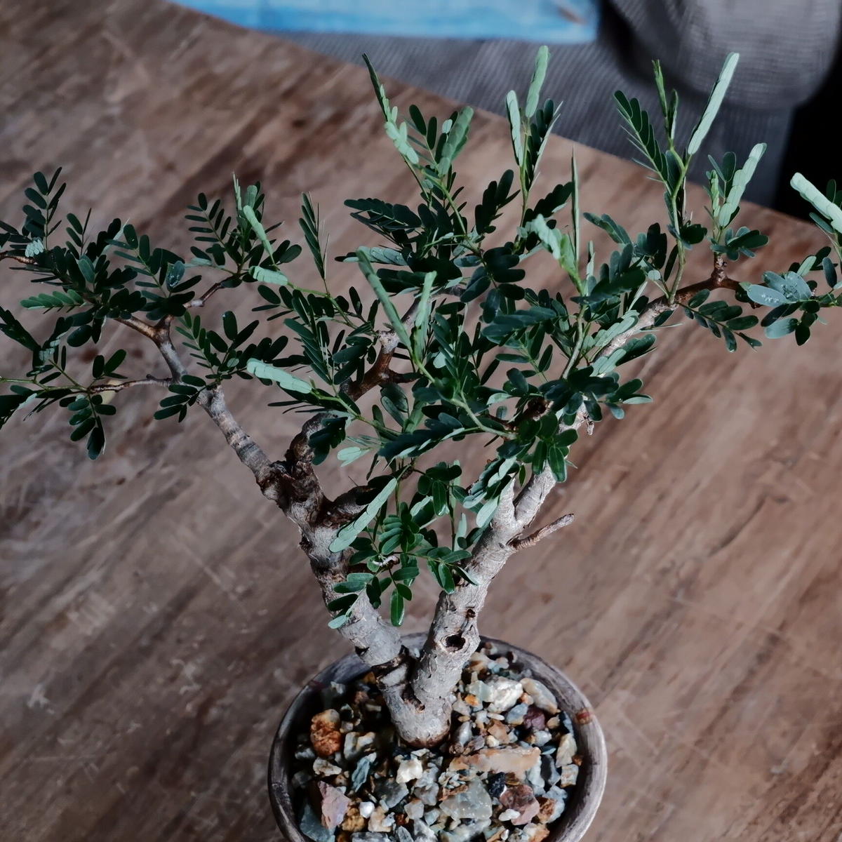 極上コレクション株 センナメリディオナリス