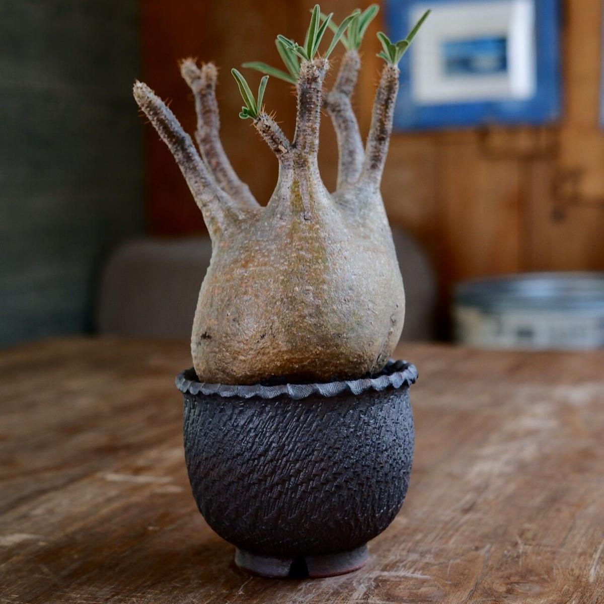 発根済 中ぶり 良型 グラキリス - 象牙宮 - size M ［No.22］ × 與那...