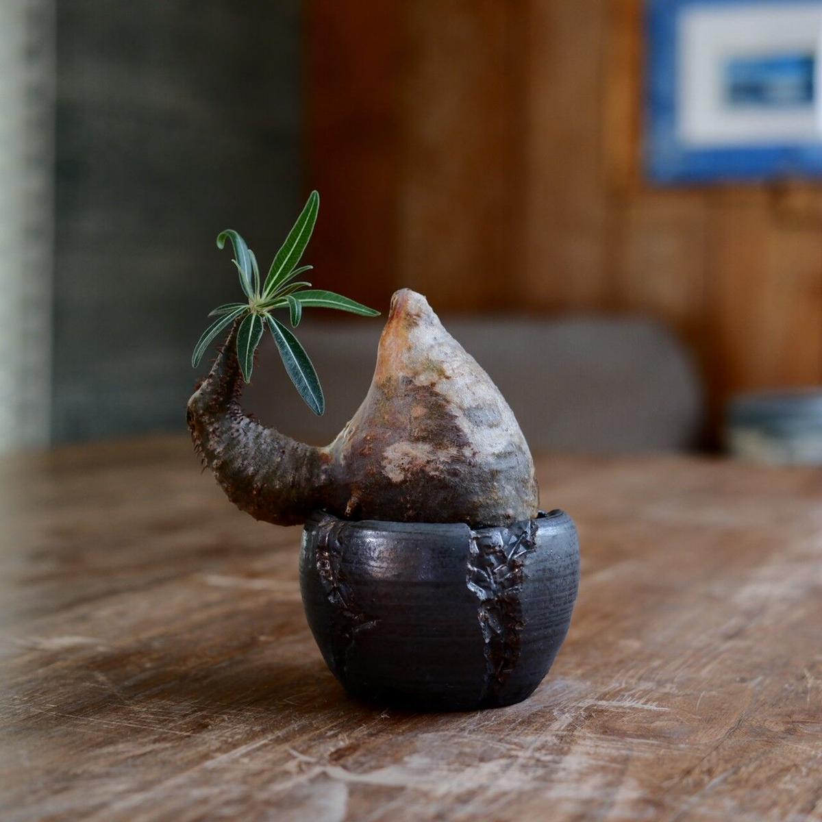 ダブルヘッド グラキリス 発根済み パキポディウム グラキリス