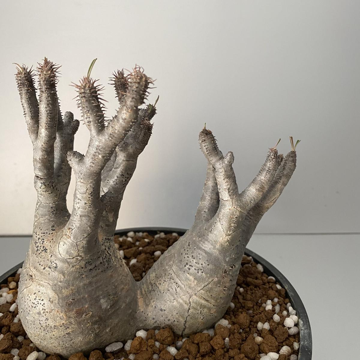 ストレッチドビー グラキリス ダブルヘッド 二頭 白肌 2頭 多頭 マルチ