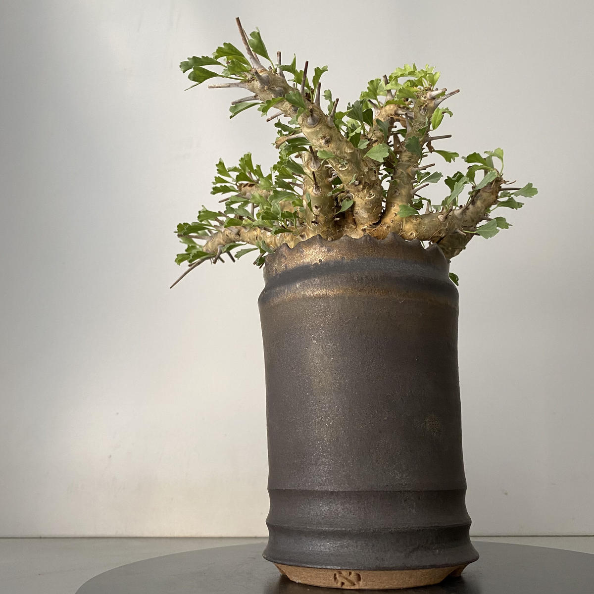 モンソニア サルコカウロン クラシカウレ 発根済 現地株 MS-01 × S.N.