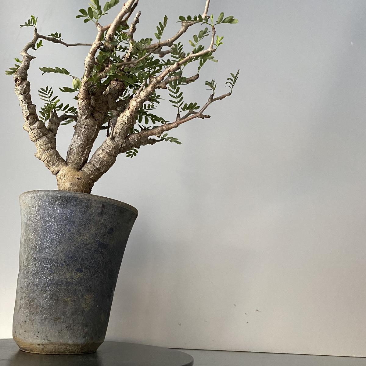 公式ショップ センナ メリディオナリス 現地球 良型 発根済 植物 観葉植物 Www U3acalpe Org