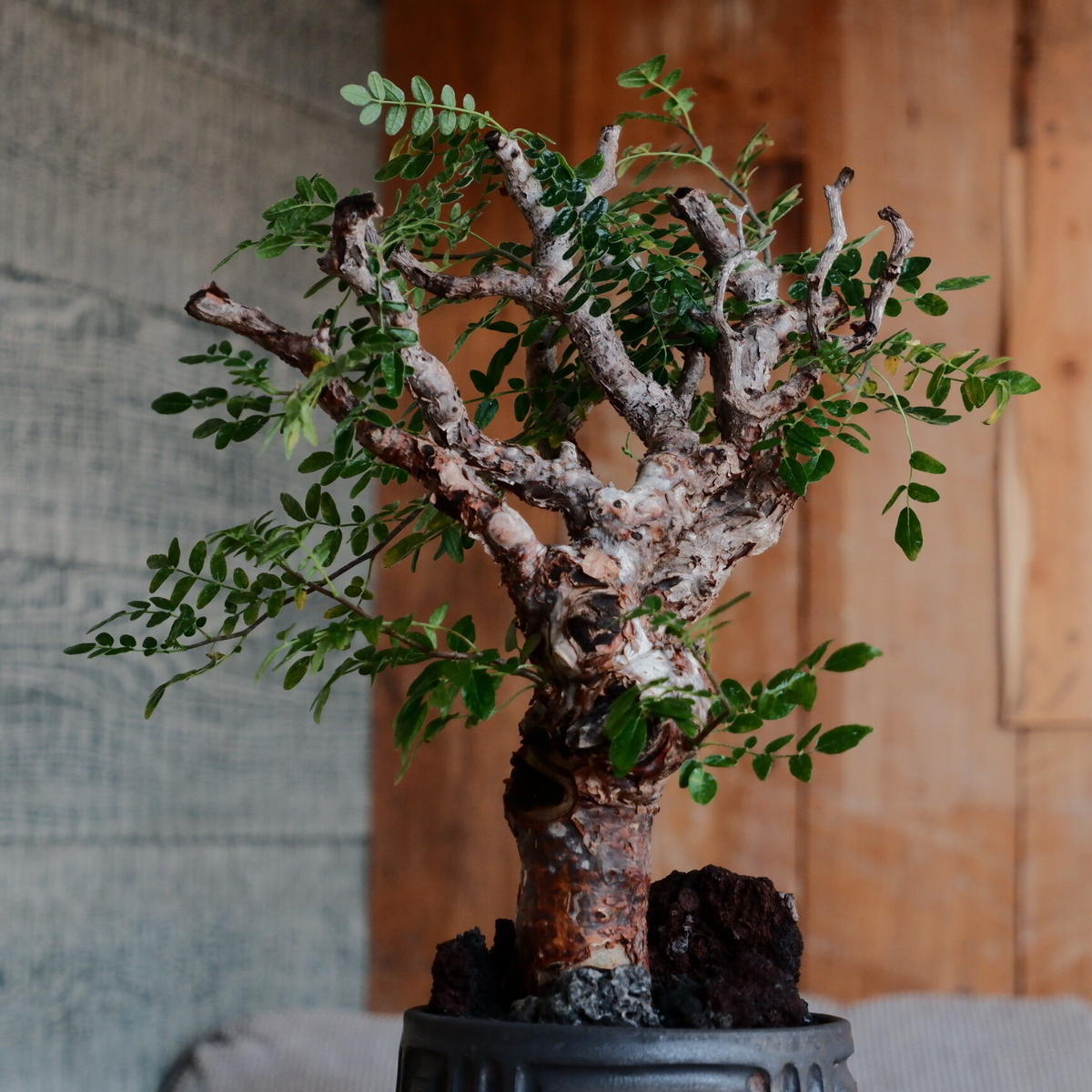 コミフォラミルラ botanize ZEN