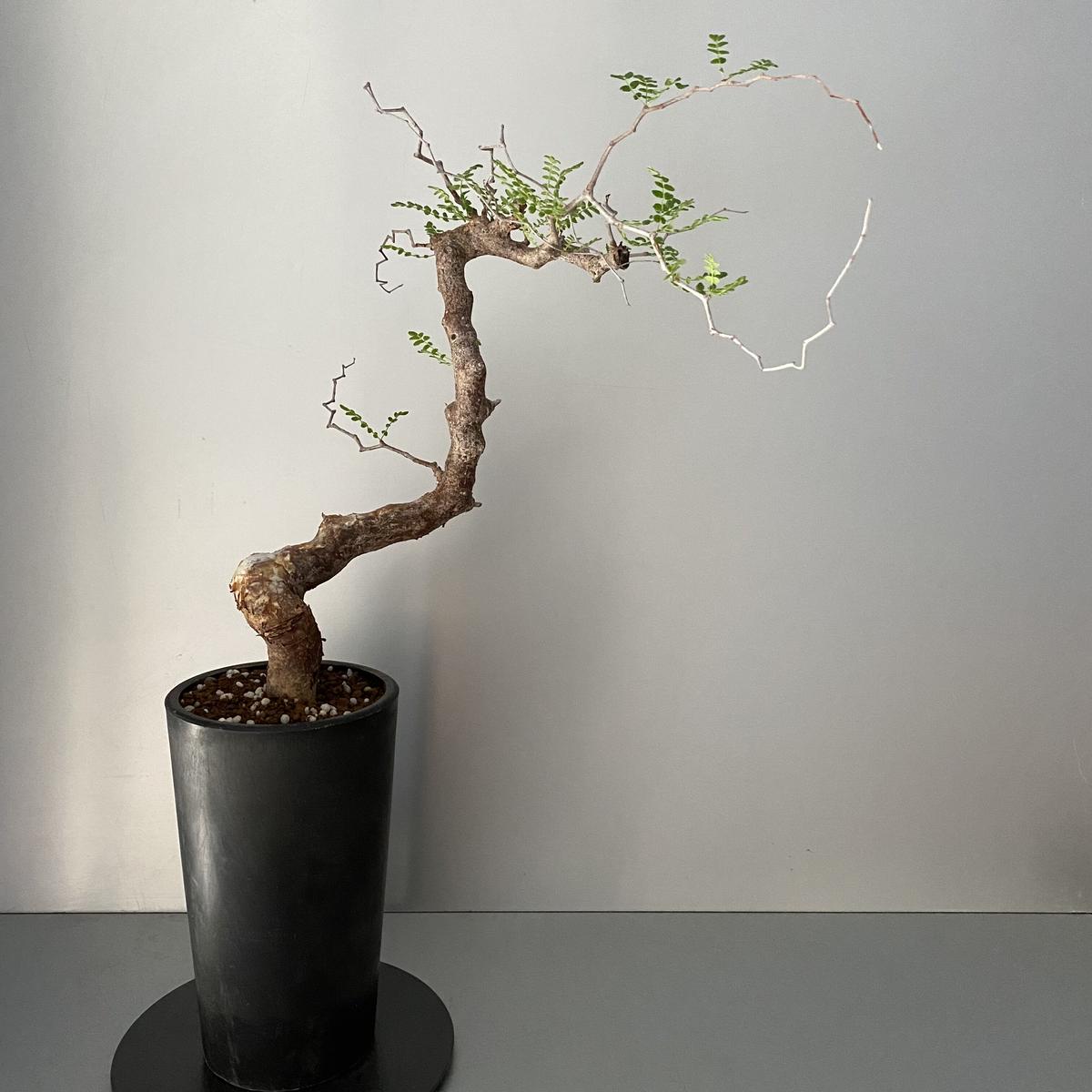 激安特価品 モンストローサ 発根済 asakusa.sub.jp