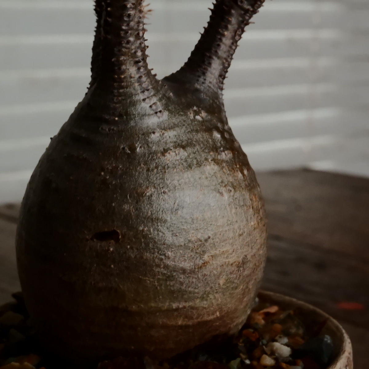 スイーツ柄 ブルー グラキリス 沼野秀章 作 「刻ム音」6号 植木鉢