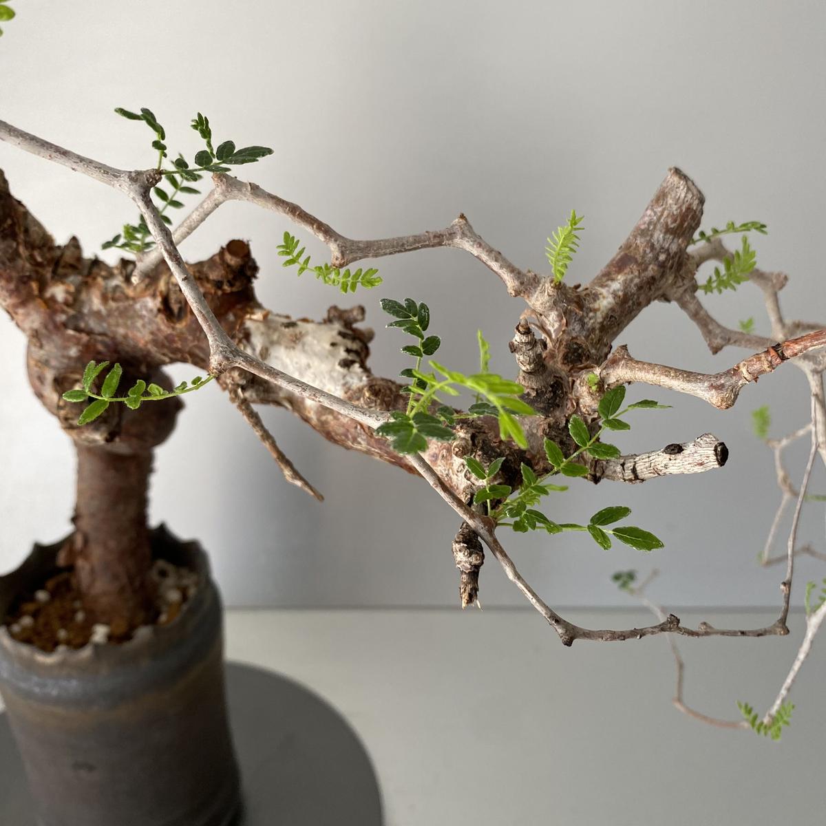 アウター ジャケット コミフォラ モンストローサ 現地球 発根済 盆栽