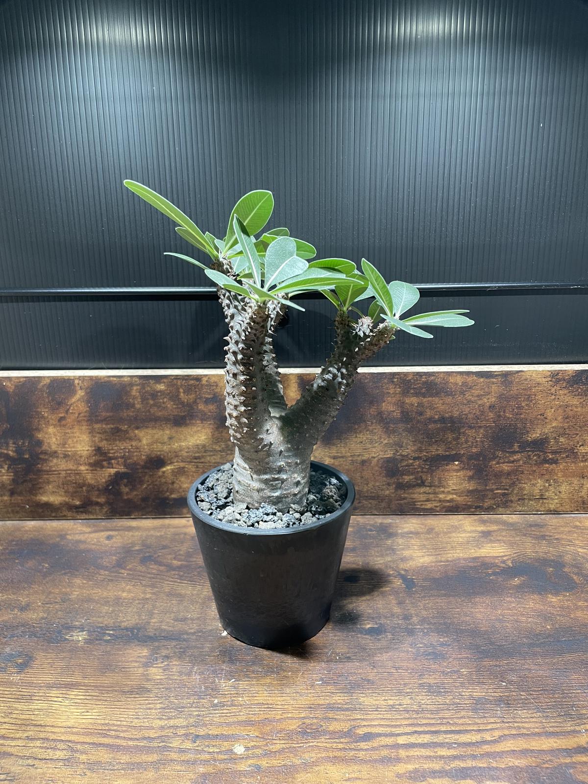 ドルステニア ギガス 実生 良型 コーデックス 塊根植物 グラキリス