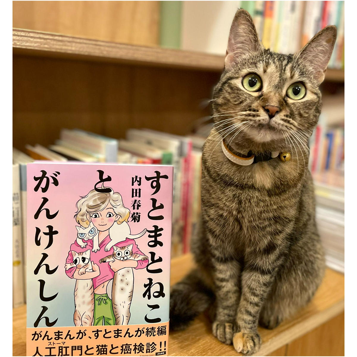青年漫画 グッドふとんマーク取得 がんまんが すとまんが 内田春菊 4phvlshyxg Mentalsteps Pl