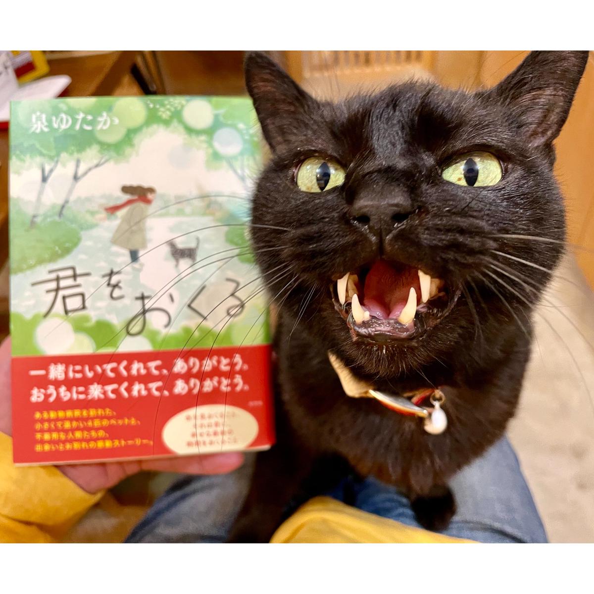 君をおくる Cat's Meow Books Virtual Shop β