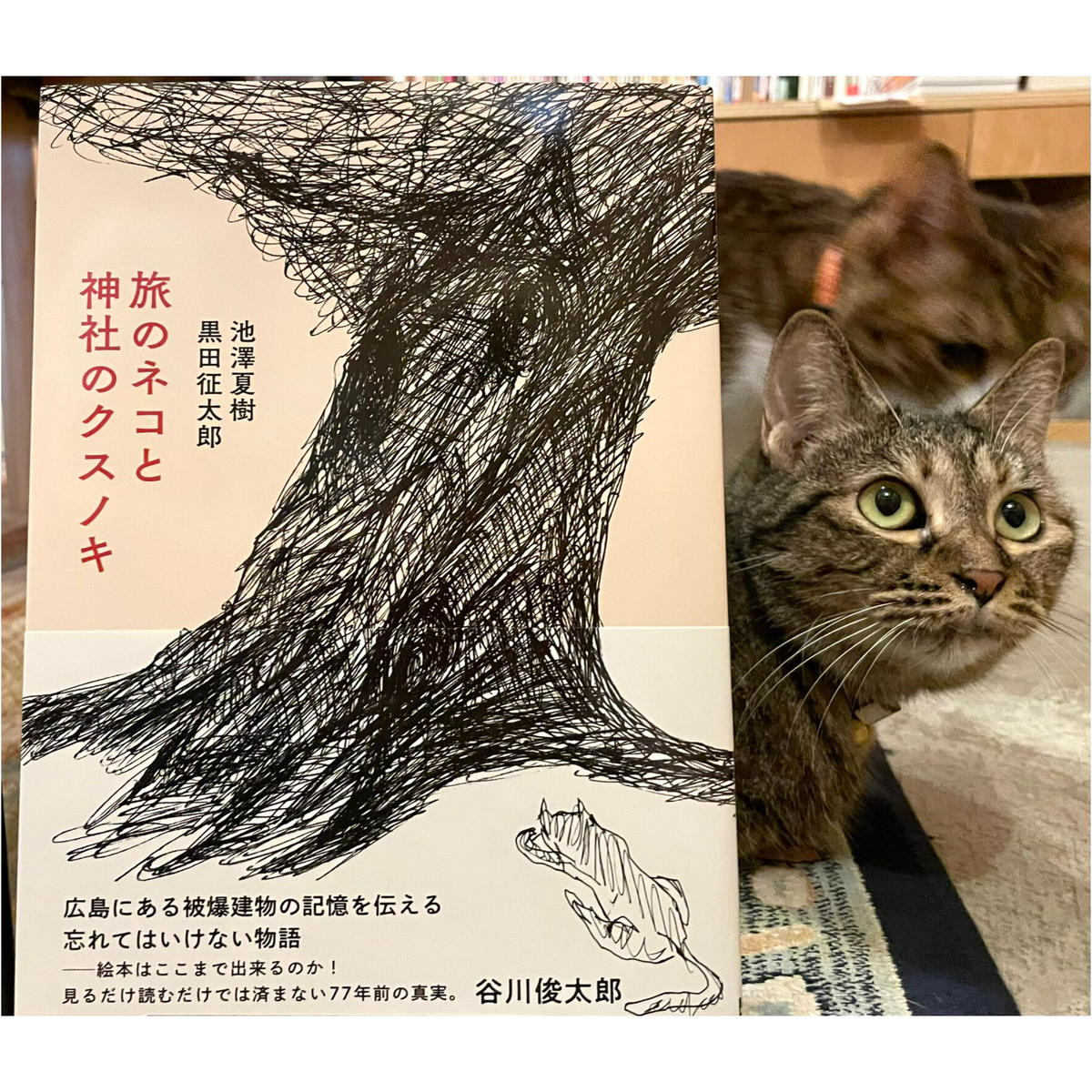 黒田征太郎　猫 img_78f17e629f986304110874c4f0