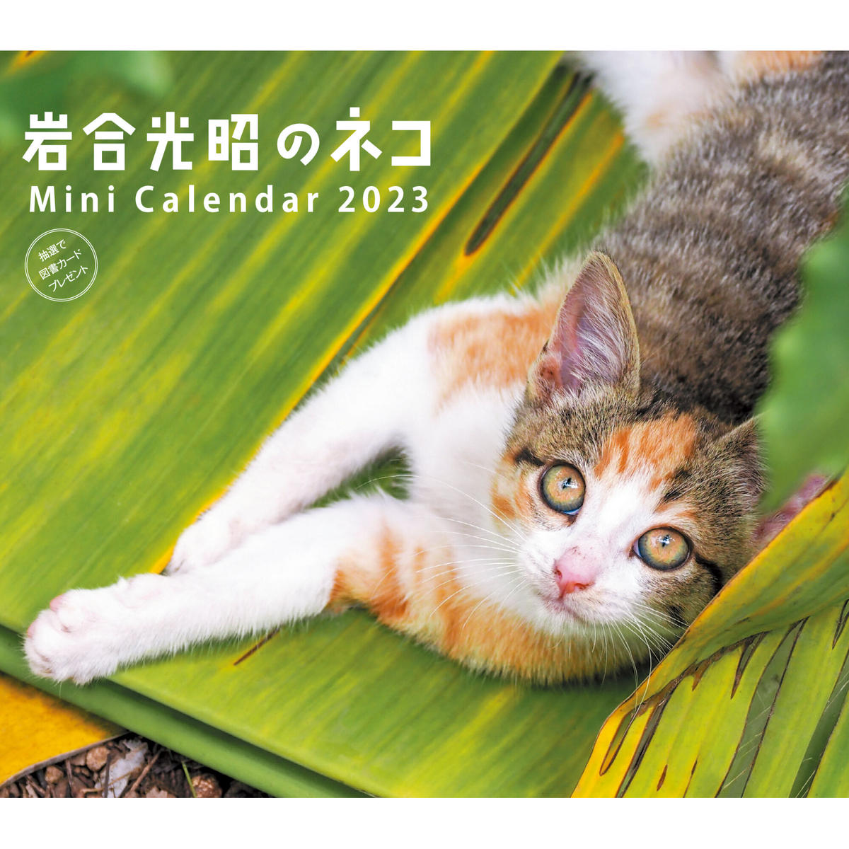 23ミニカレンダー 岩合光昭のネコ Cat S Meow Books Virtual