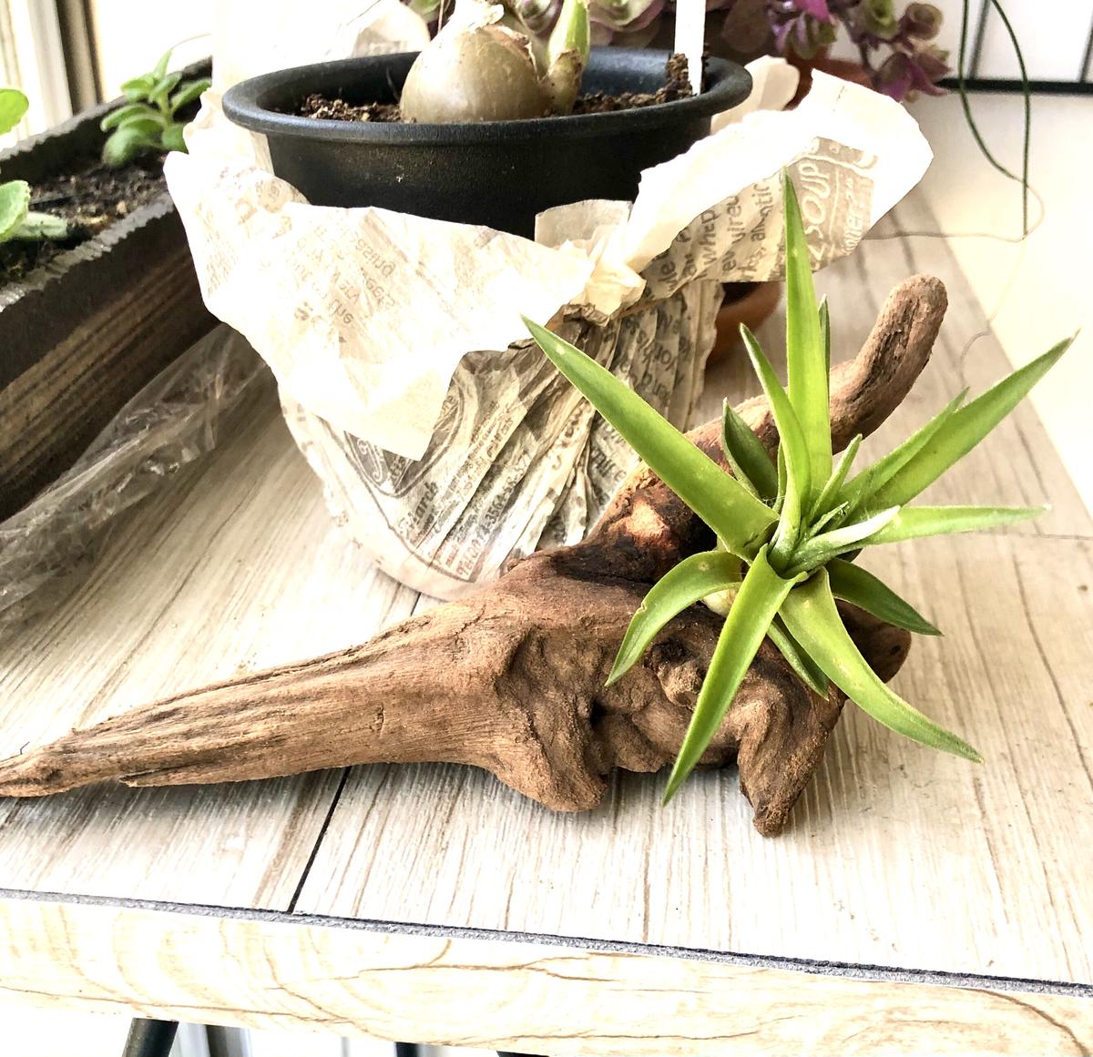 エアプランツ流木アレンジ ティランジア ブラキカウロス No 1 Cat Roses