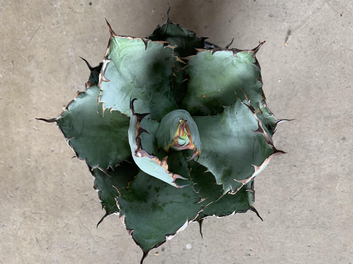 アガベ チタノタ ブラックアンドブルー Agave Titanota Black And