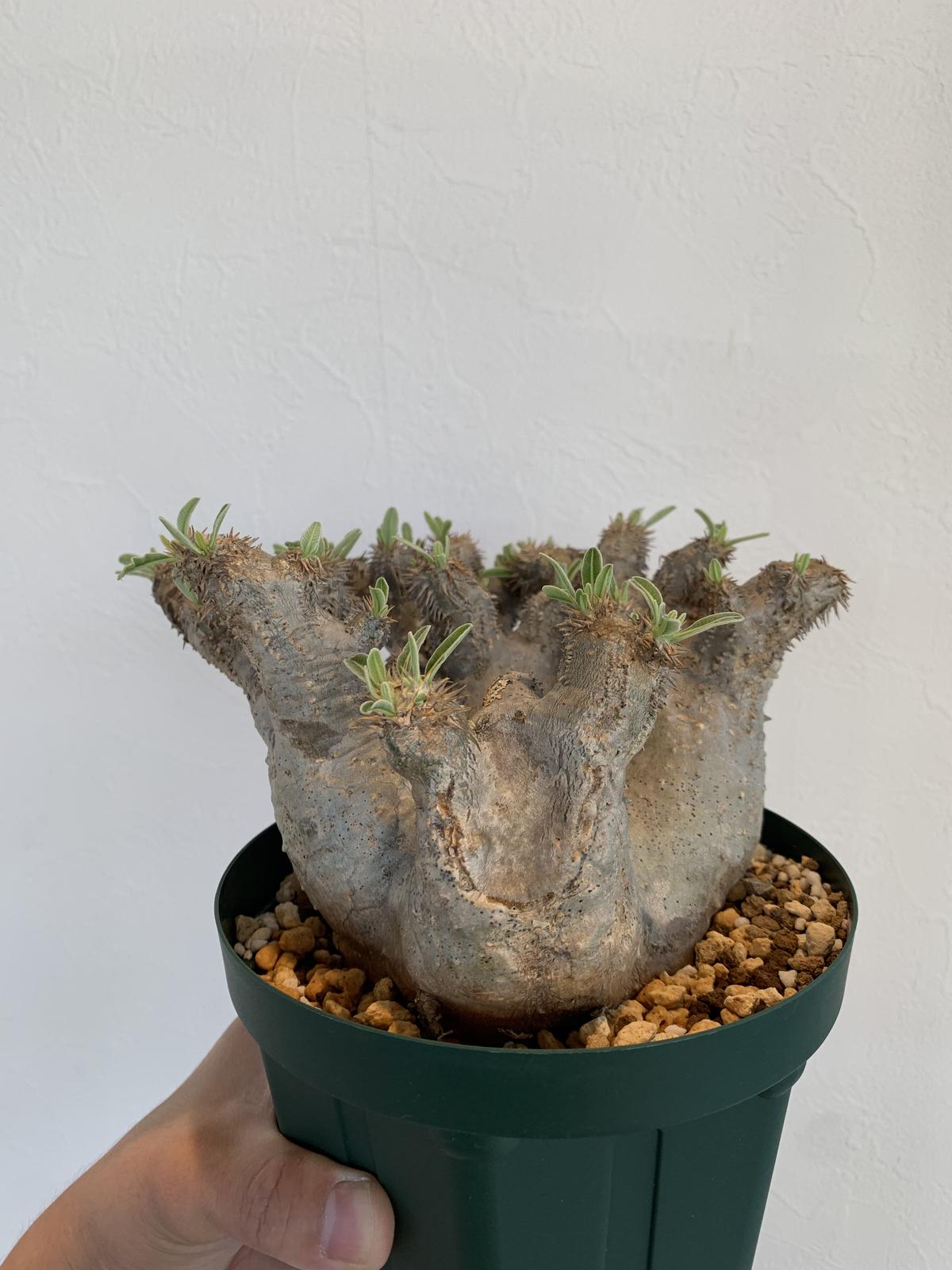 Pachypodium Densiflorum パキポディウム デンシフローラム Cau