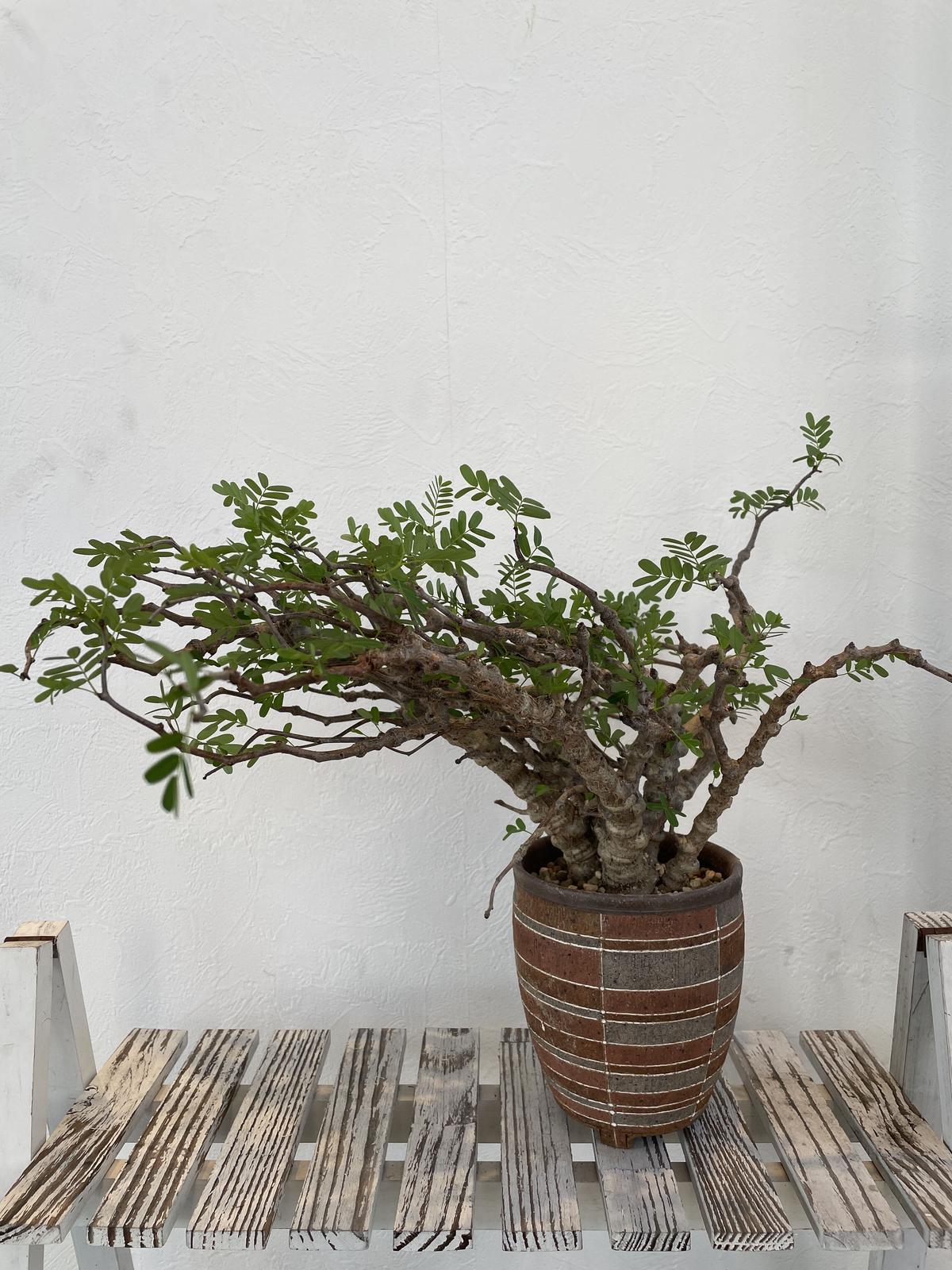 発根済 センナ メリディオナリス Caudex Jp