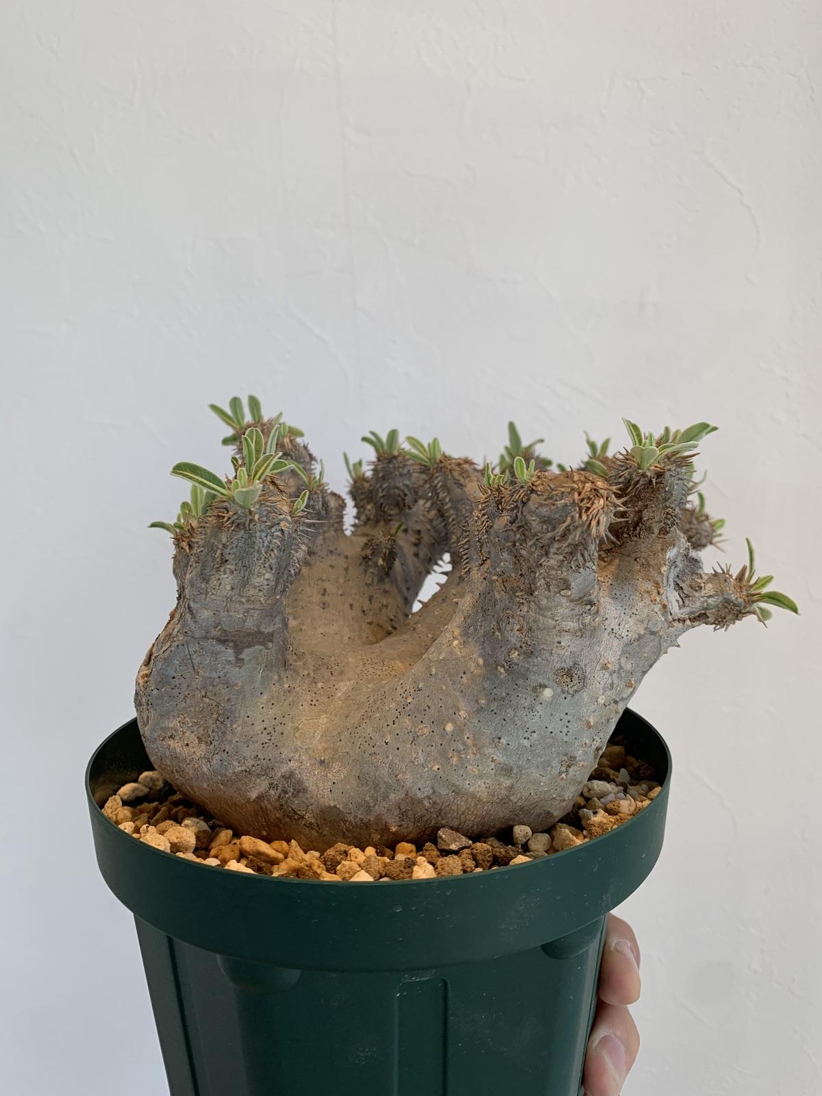 Pachypodium Densiflorum パキポディウム デンシフローラム Cau