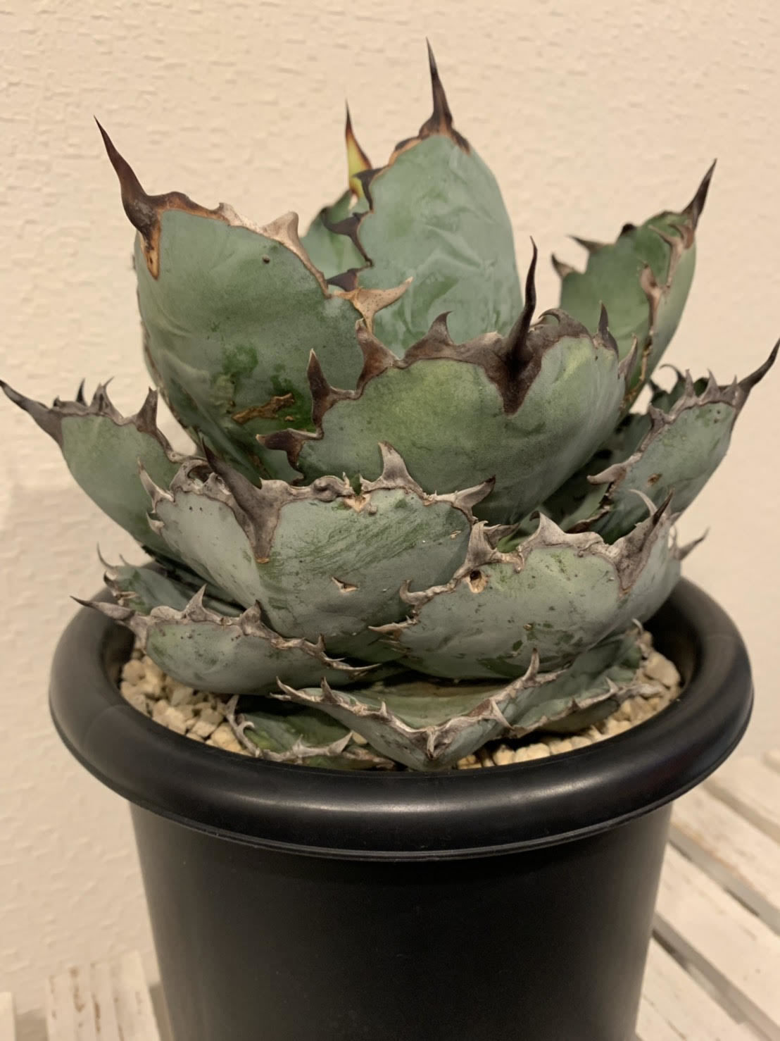 アガベ チタノタ ブラックアンドブルー Agave Titanota Black And