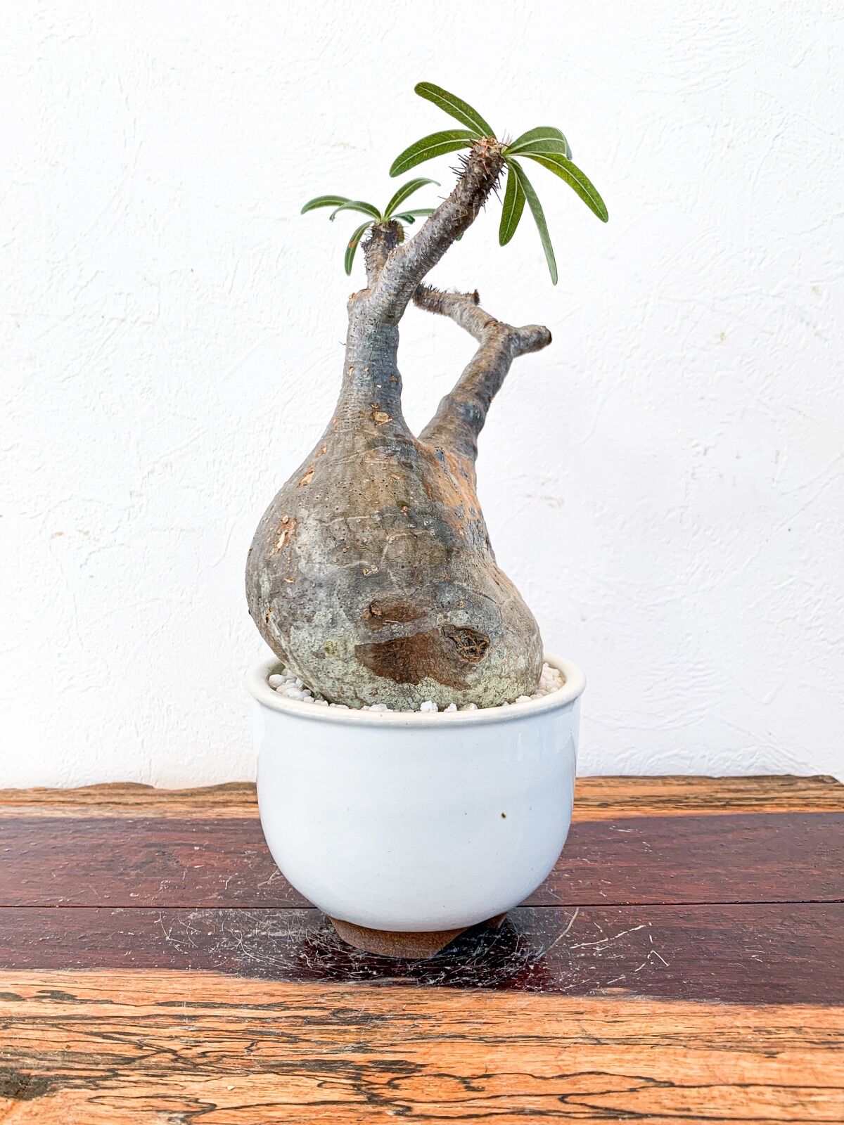 発根済】パキポディウム グラキリス × 渋谷英一【美形】