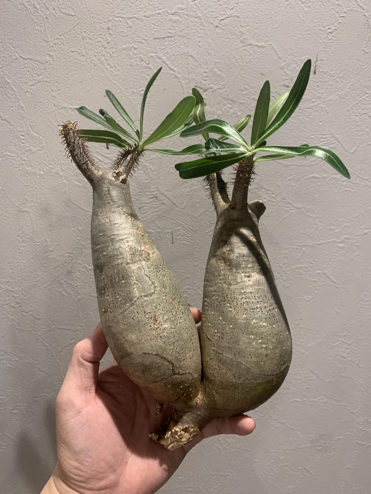 パキポディウム グラキリス Caudex Jp