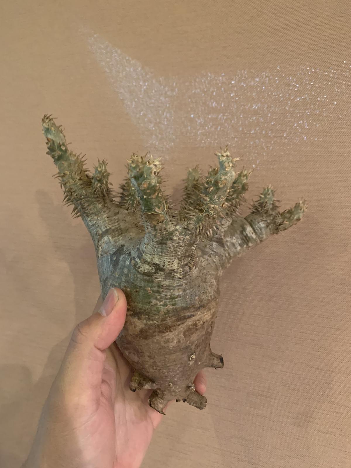 Pachypodium Densiflorum パキポディウム デンシフローラム Cau